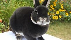 Mini Rex Rabbits | USA Rabbit Breeders