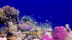 Underwater landscape, coral reef with many tropical fish of different species against the backdrop of blue water in the Red Sea