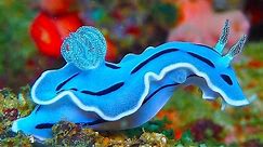 19 INCREDIBLY Colorful Sea Creatures