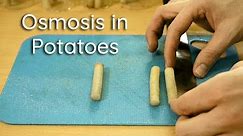 Osmosis in Potato Strips - Bio Lab