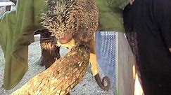 How to Pet a Porcupine! Xtreme Exotics Wildlife Foundation | Wild Charles