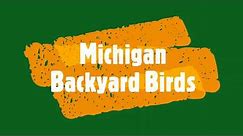 Michigan Backyard Birds