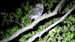 Western Screech Owl