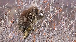 Porcupine