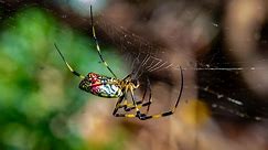 East Coast braces for surge of invasive flying spiders