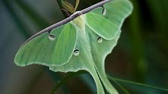 Luna Moth Facts for Kids