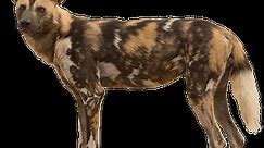 About Wild Dogs - African Wildlife Conservation Fund