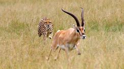 The world’s fastest animals