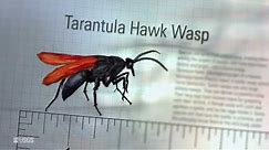 Tarantula Hawk