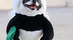 Dog Panda Costume