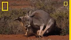 Kangaroo Birth | National Geographic