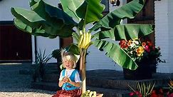 Dwarf Cavendish Banana Tree