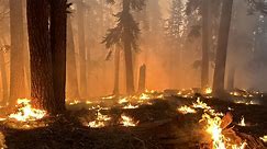 Coffee Pot Fire in Sequoia National Park reaches control line, grows to 12,915 acres