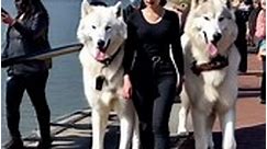 A walk on the sea wall with my ivory dire wolves 🐺😊🐺 #wolves #wolf #pets #animals #wolfpack #fyp #reels #foryou | Jordancheng.ai