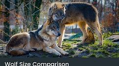 Wolf Size Comparison: How Big Are Wolves Really?