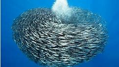 27 Incredible Underwater Pictures of Schooling Fish