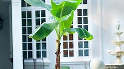 Ice Cream Banana Tree