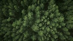 Aerial view of colourful dark fir forest and woodlands. The camera spins and moves away from the forest