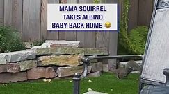 Mama squirrel saves albino baby 🐿️😍