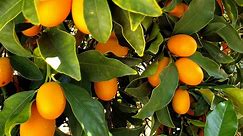 Kumquat Tree Care: How to Grow Kumquats