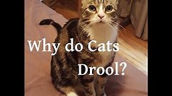 Why do Cats Drool