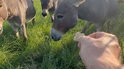 Taming feral mini donkeys