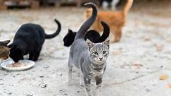 How to Care For Feral Cats (Best 4 Tips) - Cats.com