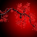 Red Cherry Blossom Wallpaper