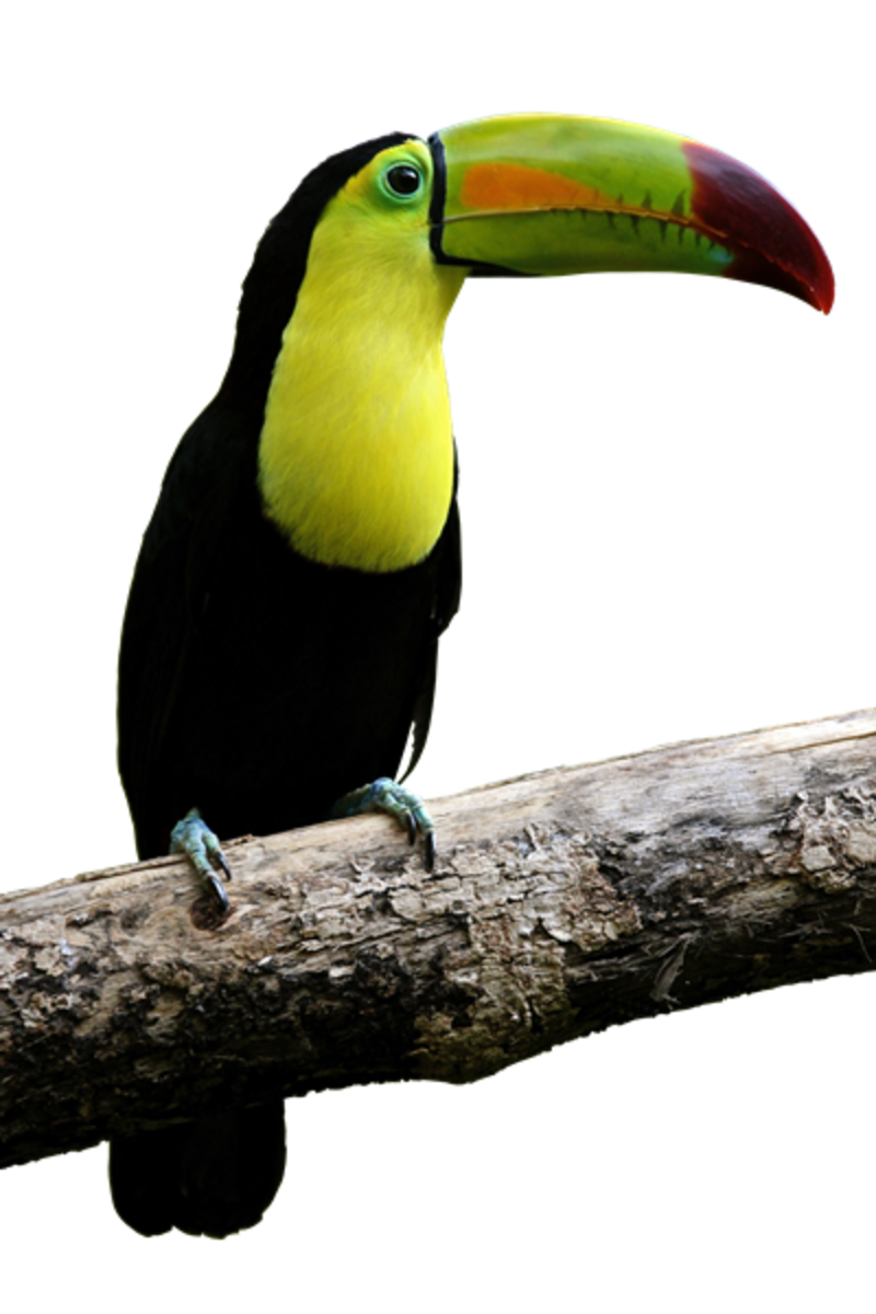 oiseaumoi20oktoucan.png