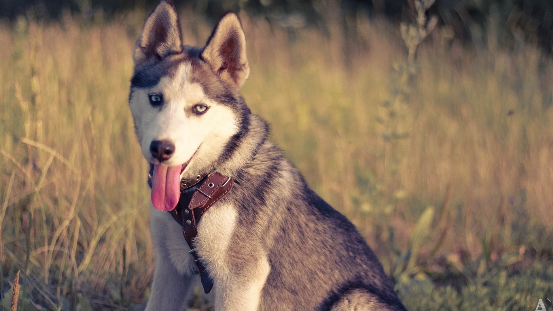 High resolution Husky 1080p wallpaper ID:198314 for computer