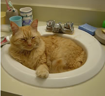 Tig in the bathroom sink