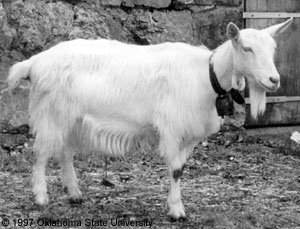 Frank, the LiveJournal mascot goat.