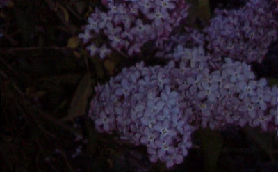 Detail from a photograph of some lilacs taken in the park near our apartment.