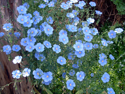 blue-flax