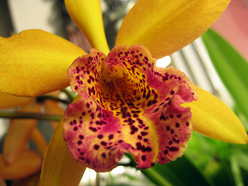 Blc Copper Queen