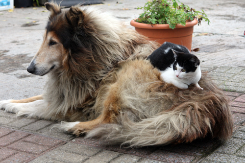 dog and cat