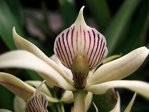 Encyclia Fragrans