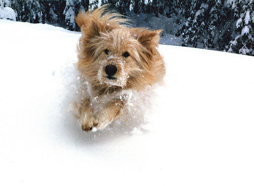 mariah sue snow puppy.jpg