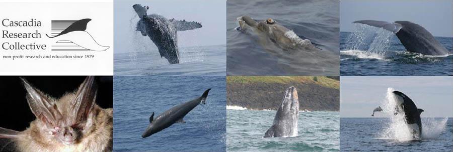 Some species





 being studied by Cascadia Research Collective  (from  top left to bottom right): humpback whale, Blainville's beaked whale, blue whale, Townsend's big eared bat, false killer whale, gray whale, killer whale with harbor porpoise. All photos (c)