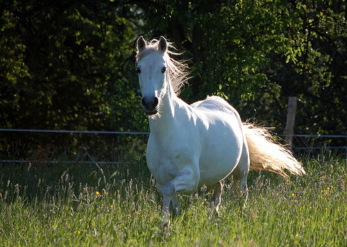 Arabian Horse Breeders