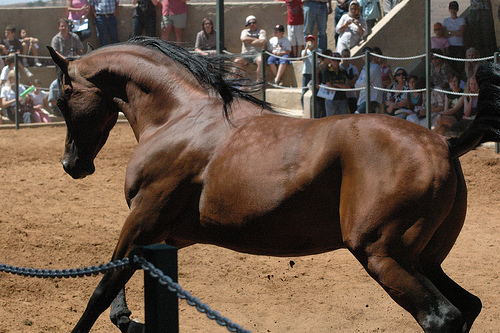 Arabian Horses – Discover Some Amazing Facts About the Arabian Horse