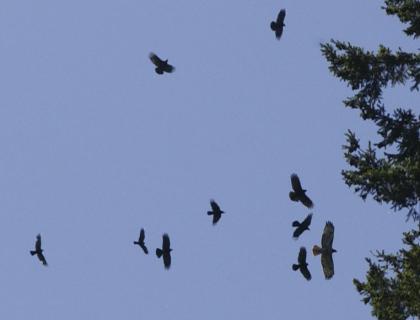 American Crows mobbing a raptor