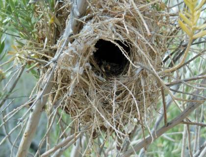 Verdin's winter nest