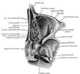 Deviated Septum Cocaine Abuse Images