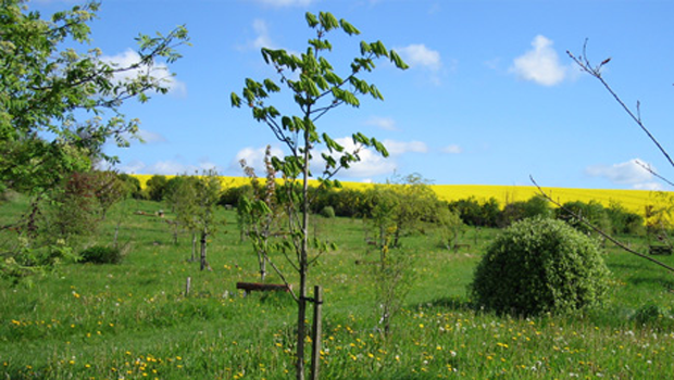 natural death centre UK