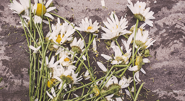 Pushing Up The Daisies Scotland