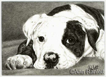 Ella, American  Bulldog portrait by Ann Ranlett