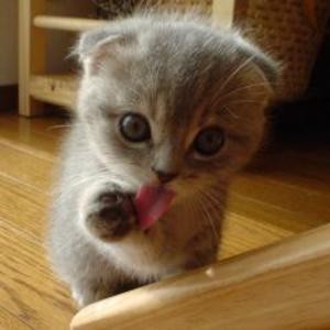 cute kitten