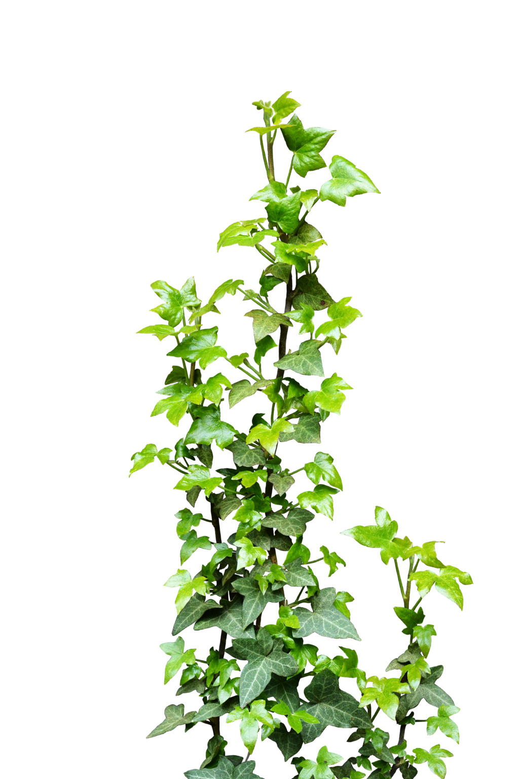 Hanging Ivy PNG.. by AledJonesStockNArt on DeviantArt