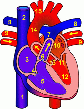 Heart Diagram Unlabeled